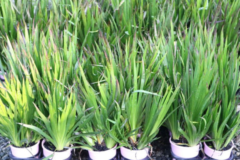 Anigozanthos Bush Princess