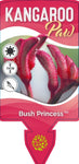 Anigozanthos Bush Princess