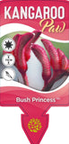 Anigozanthos Bush Princess