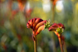 Anigozanthos Bush Surprise