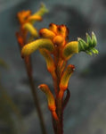 Anigozanthos Bush Tenacity