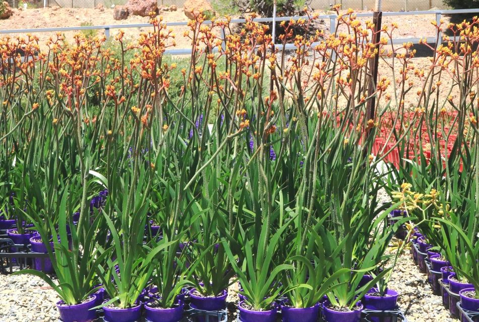 Anigozanthos Gold Velvet – Greener Garden Supplies