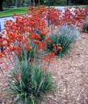 Anigozanthos Kings Park Federation Flame