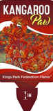 Anigozanthos Kings Park Federation Flame