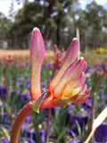 Anigozanthos Kings Park Royale