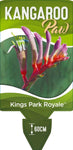 Anigozanthos Kings Park Royale