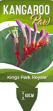 Anigozanthos Kings Park Royale