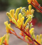 Anigozanthos Landscape Gold (syn Pioneer)