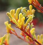 Anigozanthos Landscape Gold (syn Pioneer)