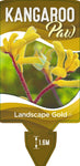 Anigozanthos Landscape Gold (syn Pioneer)