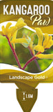 Anigozanthos Landscape Gold (syn Pioneer)