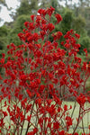 Anigozanthos Landscape Scarlet (syn Endeavour)