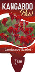 Anigozanthos Landscape Scarlet (syn Endeavour)