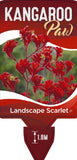 Anigozanthos Landscape Scarlet (syn Endeavour)