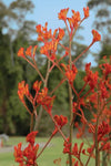 Anigozanthos Landscape Tangerine (syn Revolution)