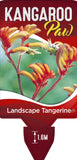 Anigozanthos Landscape Tangerine (syn Revolution)