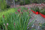 Anigozanthos Mummy Paws - Bush Pearl and Diamond