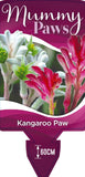 Anigozanthos Mummy Paws - Bush Pearl and Diamond