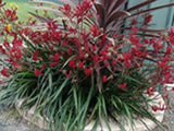 Anigozanthos Ruby Velvet