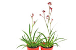 Anigozanthos Ruby Velvet