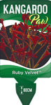 Anigozanthos Ruby Velvet