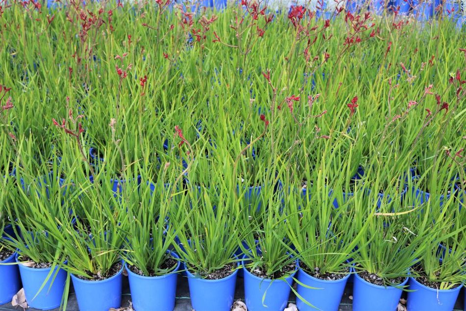 Anigozanthos flavidus hybrid Red – Greener Garden Supplies