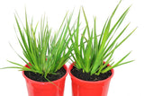 Anigozanthos flavidus hybrid Red