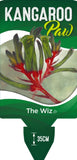 Anigozanthos manglesii The Wiz