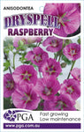 Anisodontea Dryspell Raspberry