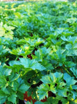 Apium annuum (Tucker Bush Sea Celery)