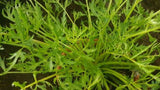 Apium prostratum (Tucker Bush Sea Parsley)