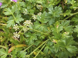 Apium prostratum (Tucker Bush Sea Parsley)