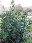 Arbutus unedo