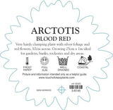 Arctotis Blood Red