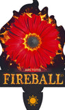 Arctotis Fireball