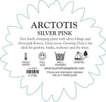 Arctotis Silver Pink