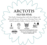 Arctotis Silver Pink