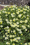 Arenaria montana Lemon Ice