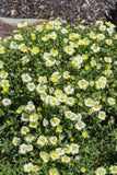 Arenaria montana Lemon Ice