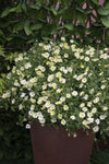 Arenaria montana Lemon Ice