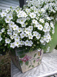 Arenaria montana Snow