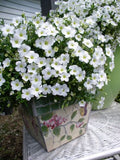 Arenaria montana Snow