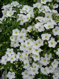 Arenaria montana Snow