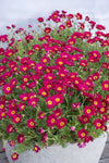 Argyranthemum Daisy Chain Magenta