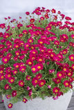 Argyranthemum Daisy Chain Magenta