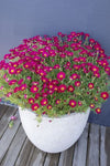 Argyranthemum Daisy Chain Magenta