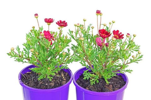 Argyranthemum Daisy Chain Magenta