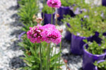 Armeria Bees Ruby