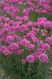 Armeria Bees Ruby