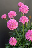 Armeria Daydream